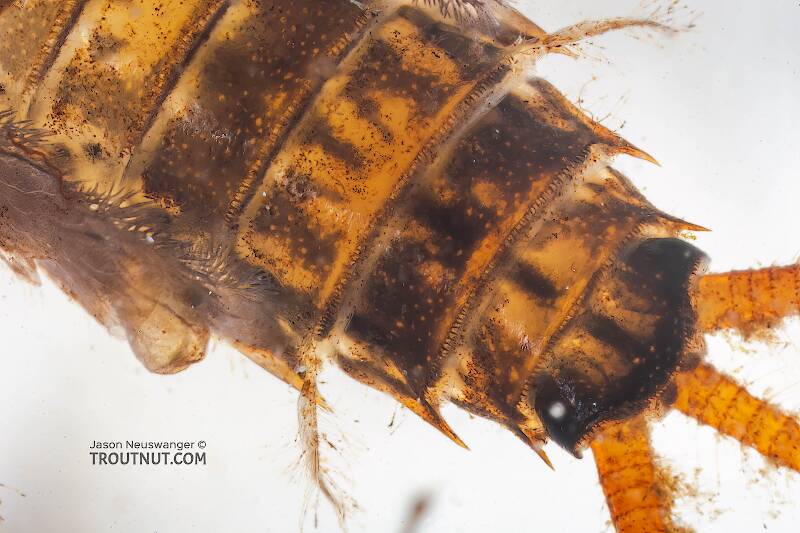 Stenonema mediopunctatum (Heptageniidae) (Cream Cahill) Mayfly Nymph from the Namekagon River in Wisconsin
