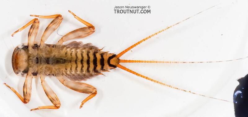 Ventral view of a Stenonema mediopunctatum (Heptageniidae) (Cream Cahill) Mayfly Nymph from the Namekagon River in Wisconsin