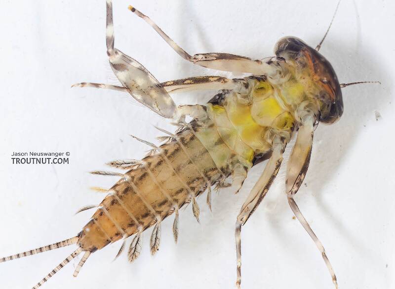 Ventral view of a Leucrocuta hebe (Heptageniidae) (Little Yellow Quill) Mayfly Nymph from the Bois Brule River in Wisconsin