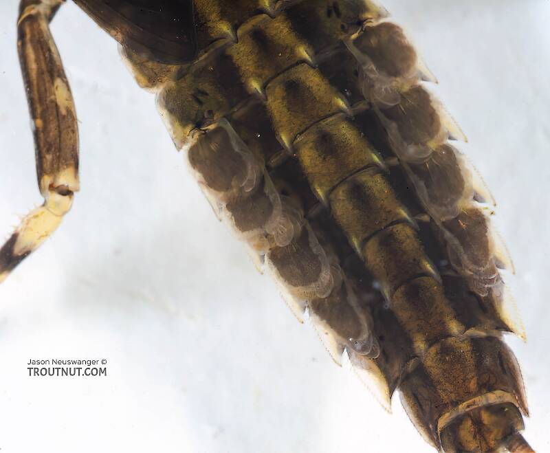 Ephemerella needhami (Ephemerellidae) (Little Dark Hendrickson) Mayfly Nymph from the Bois Brule River in Wisconsin