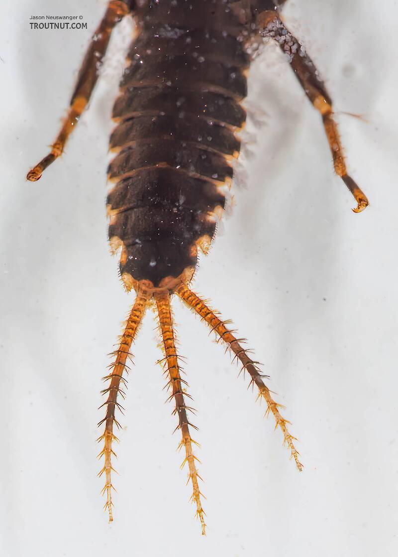 Teloganopsis deficiens (Ephemerellidae) (Little Black Quill) Mayfly Nymph from the Bois Brule River in Wisconsin