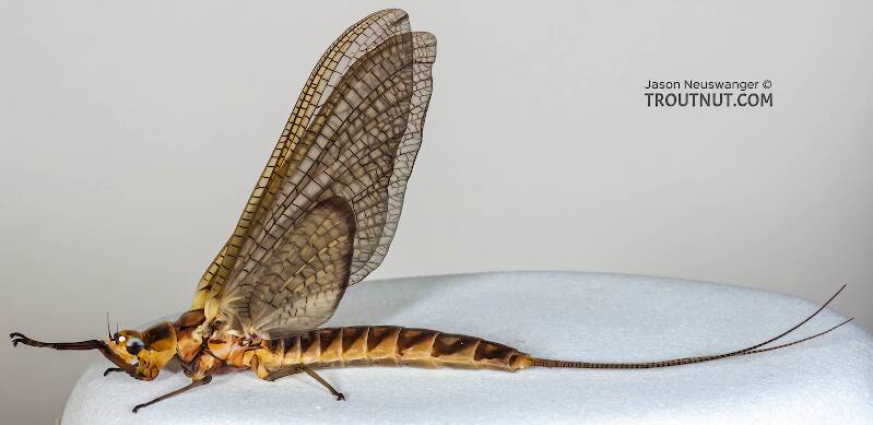 Lateral view of a Female Hexagenia limbata (Ephemeridae) (Hex) Mayfly Dun from the Namekagon River in Wisconsin