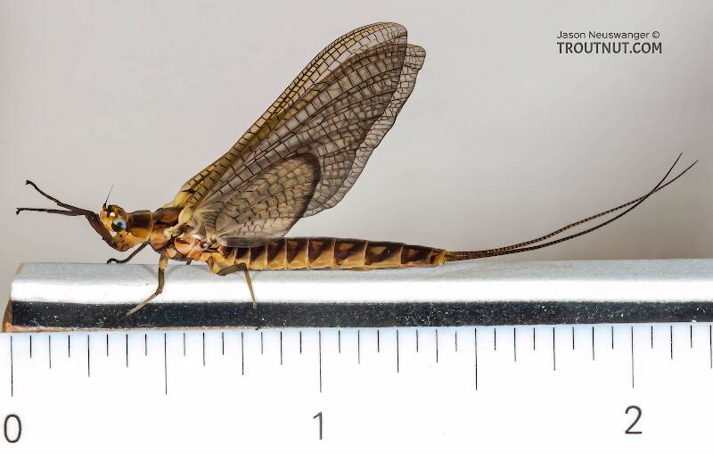 Ruler view of a Female Hexagenia limbata (Ephemeridae) (Hex) Mayfly Dun from the Namekagon River in Wisconsin The smallest ruler marks are 1/16".