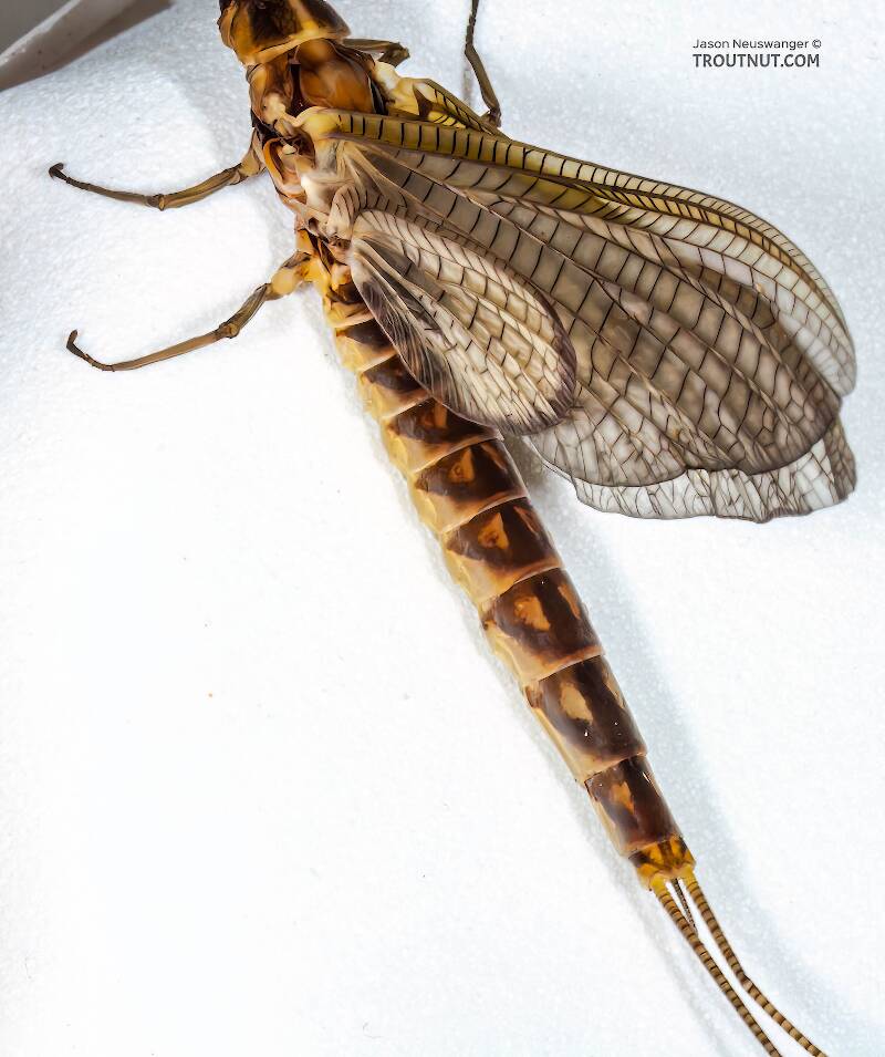 Dorsal view of a Female Hexagenia limbata (Ephemeridae) (Hex) Mayfly Dun from the Namekagon River in Wisconsin