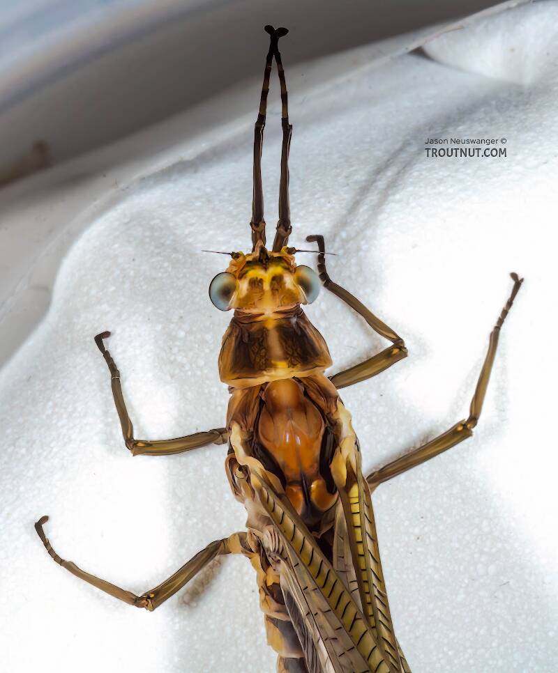 Female Hexagenia limbata (Ephemeridae) (Hex) Mayfly Dun from the Namekagon River in Wisconsin