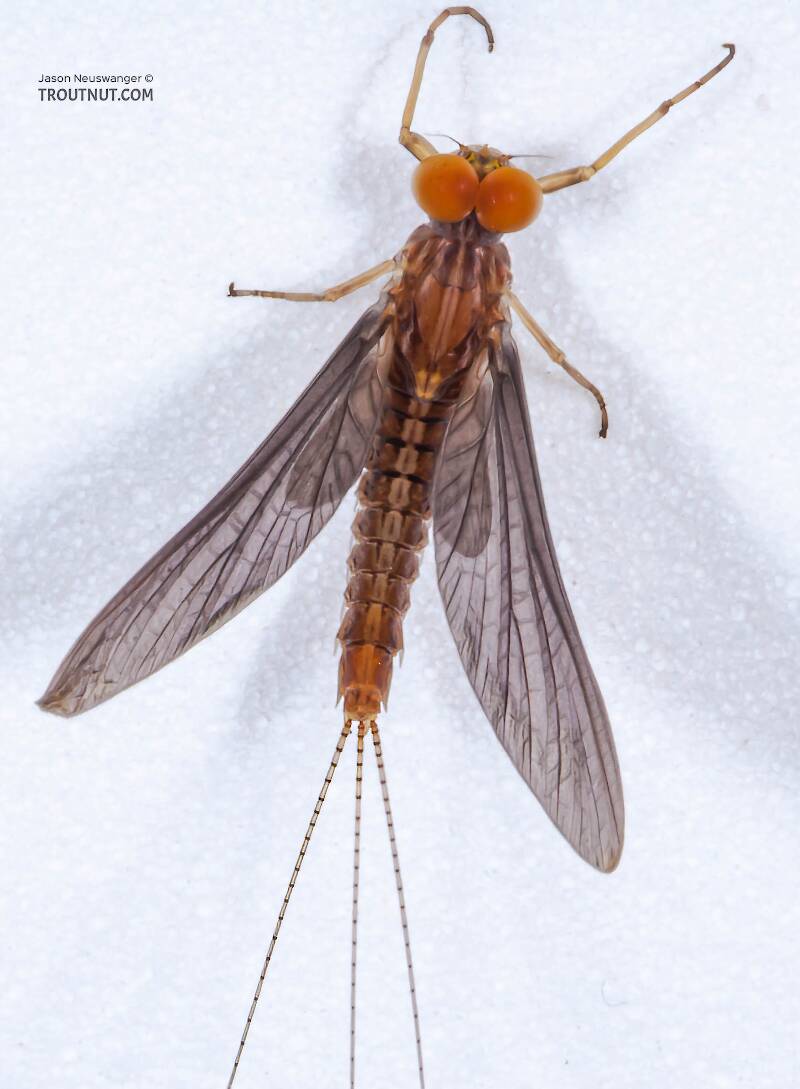 Dorsal view of a Male Eurylophella (Ephemerellidae) (Chocolate Dun) Mayfly Dun from the Teal River in Wisconsin