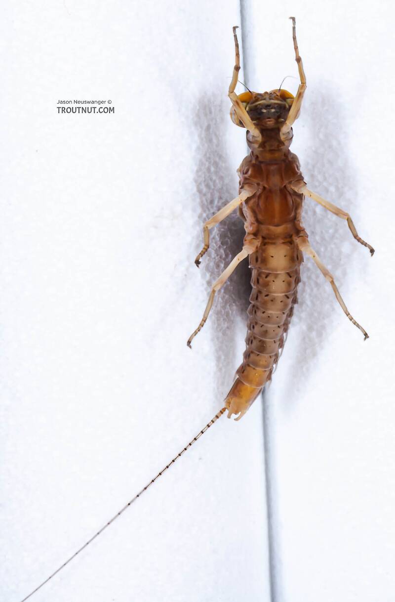 Ventral view of a Male Eurylophella (Ephemerellidae) (Chocolate Dun) Mayfly Dun from the Teal River in Wisconsin