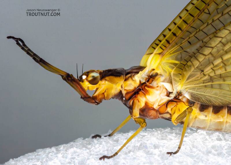 Artistic view of a Female Hexagenia limbata (Ephemeridae) (Hex) Mayfly Dun from the White River in Wisconsin