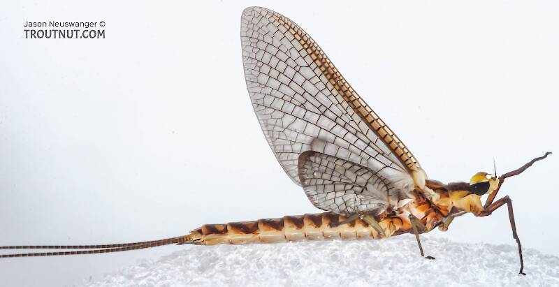 Lateral view of a Male Hexagenia limbata (Ephemeridae) (Hex) Mayfly Dun from the White River in Wisconsin