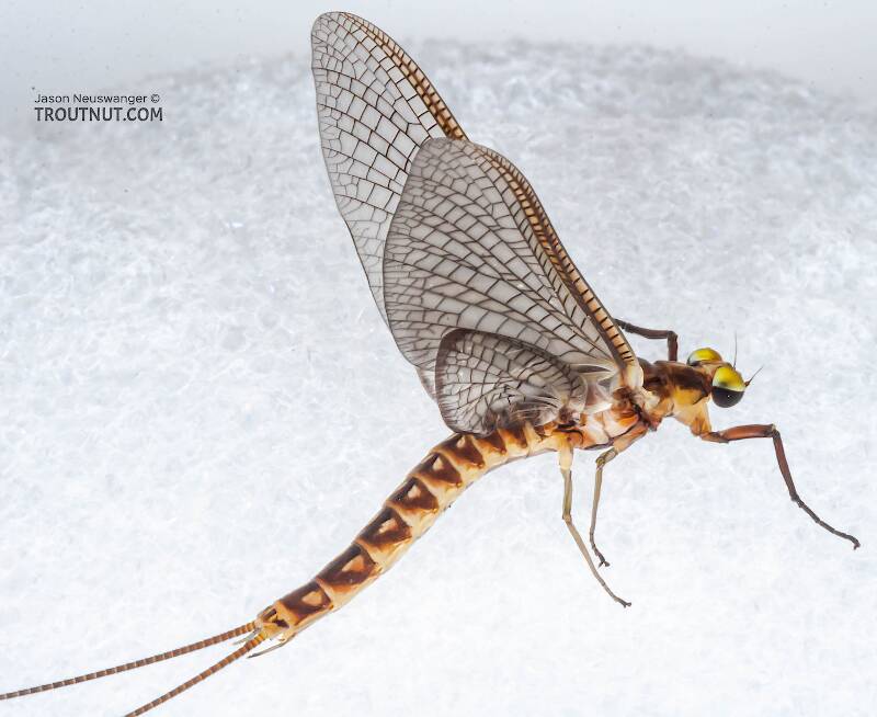 Male Hexagenia limbata (Ephemeridae) (Hex) Mayfly Dun from the White River in Wisconsin