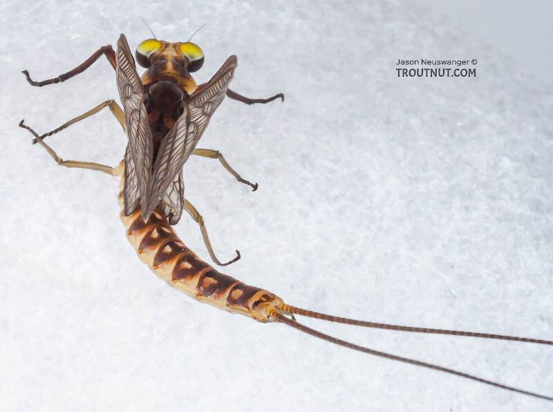 Male Hexagenia limbata (Ephemeridae) (Hex) Mayfly Dun from the White River in Wisconsin