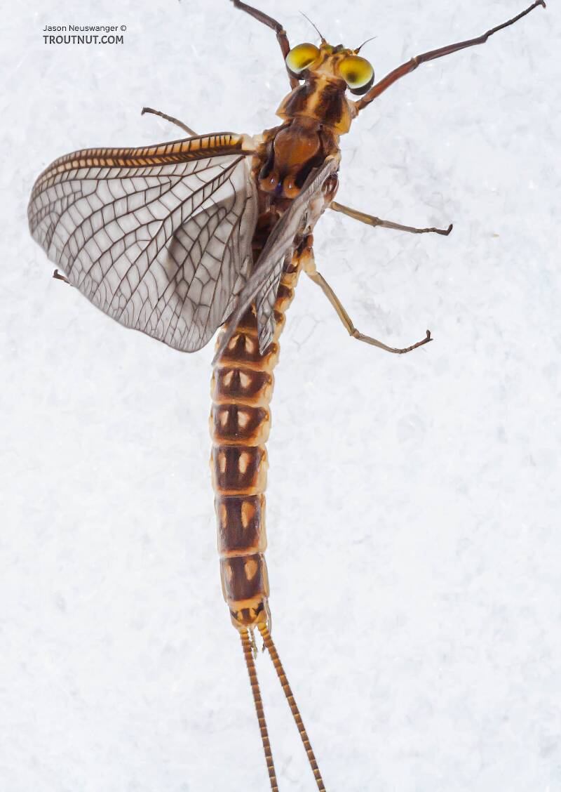Dorsal view of a Male Hexagenia limbata (Ephemeridae) (Hex) Mayfly Dun from the White River in Wisconsin