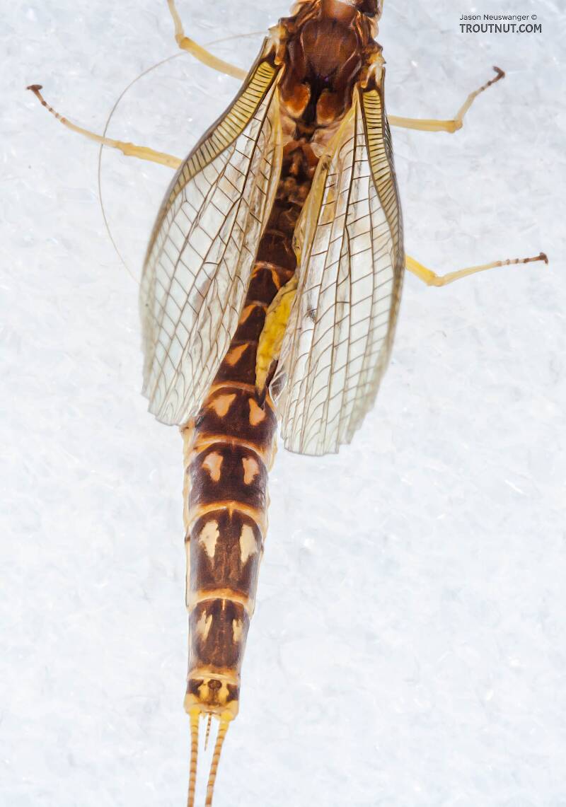 Dorsal view of a Female Hexagenia limbata (Ephemeridae) (Hex) Mayfly Spinner from the White River in Wisconsin