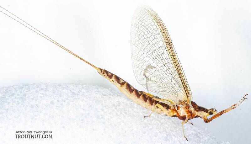 Female Hexagenia limbata (Ephemeridae) (Hex) Mayfly Spinner from the White River in Wisconsin