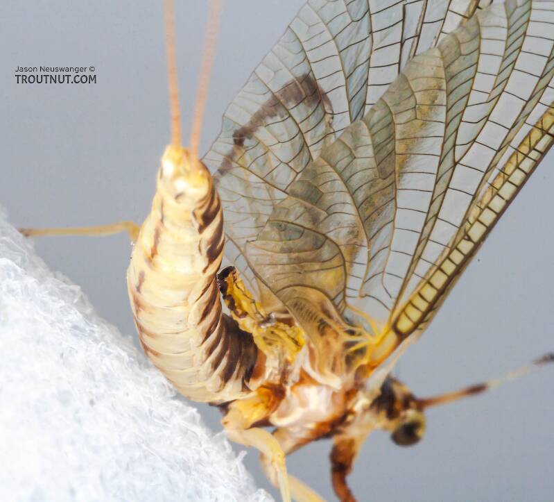 Female Hexagenia limbata (Ephemeridae) (Hex) Mayfly Spinner from the White River in Wisconsin