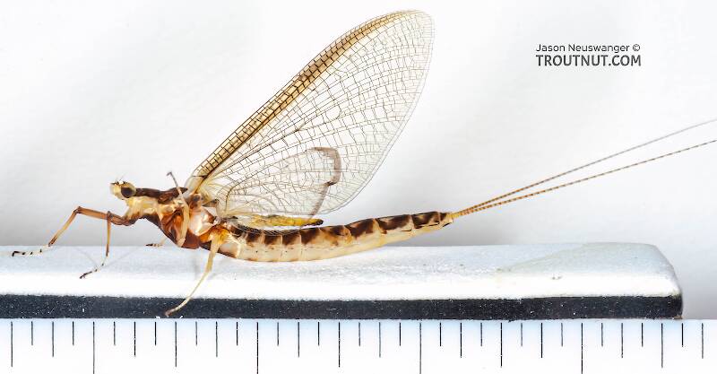 Ruler view of a Female Hexagenia limbata (Ephemeridae) (Hex) Mayfly Spinner from the White River in Wisconsin The smallest ruler marks are 1/16".