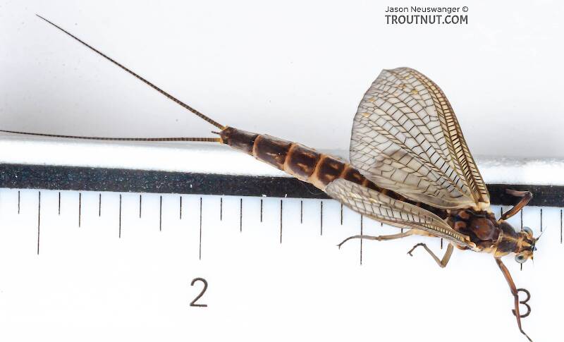 Ruler view of a Female Hexagenia limbata (Ephemeridae) (Hex) Mayfly Dun from the White River in Wisconsin The smallest ruler marks are 1/16".