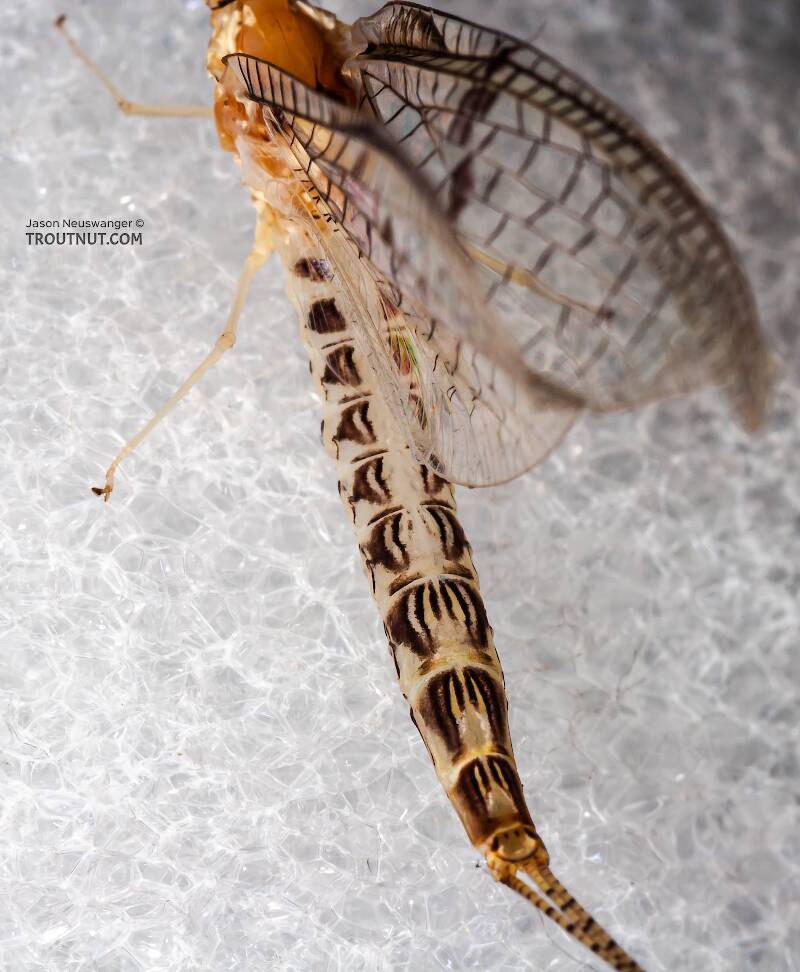 Dorsal view of a Female Ephemera varia (Ephemeridae) (Yellow Drake) Mayfly Spinner from Cayuta Creek in New York