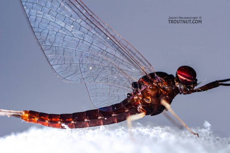 Male Isonychia bicolor (Isonychiidae) (Mahogany Dun) Mayfly Spinner from the West Branch of Owego Creek in New York