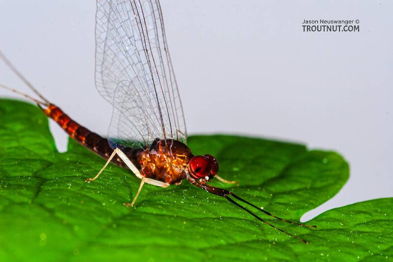 Male Isonychia bicolor (Isonychiidae) (Mahogany Dun) Mayfly Spinner from the West Branch of Owego Creek in New York