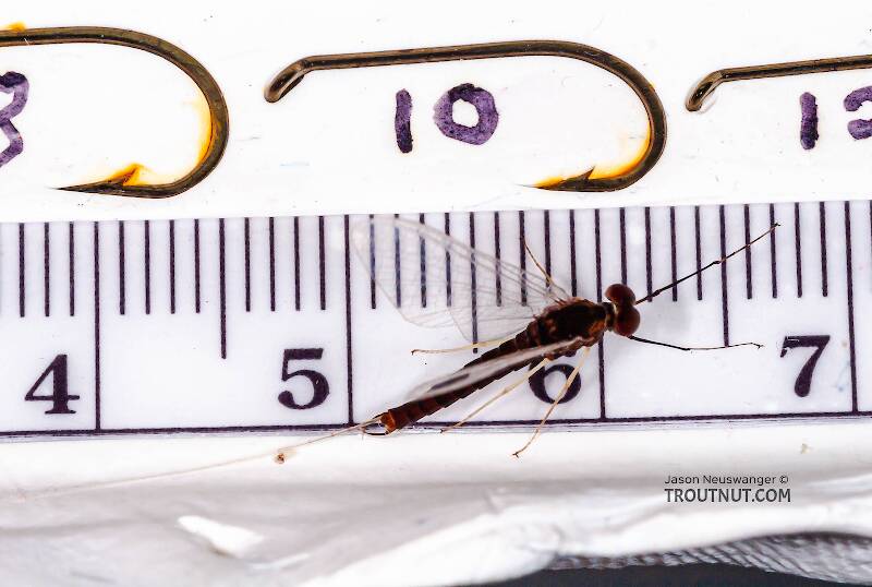 Ruler view of a Male Isonychia bicolor (Isonychiidae) (Mahogany Dun) Mayfly Spinner from the West Branch of Owego Creek in New York The smallest ruler marks are 1 mm.