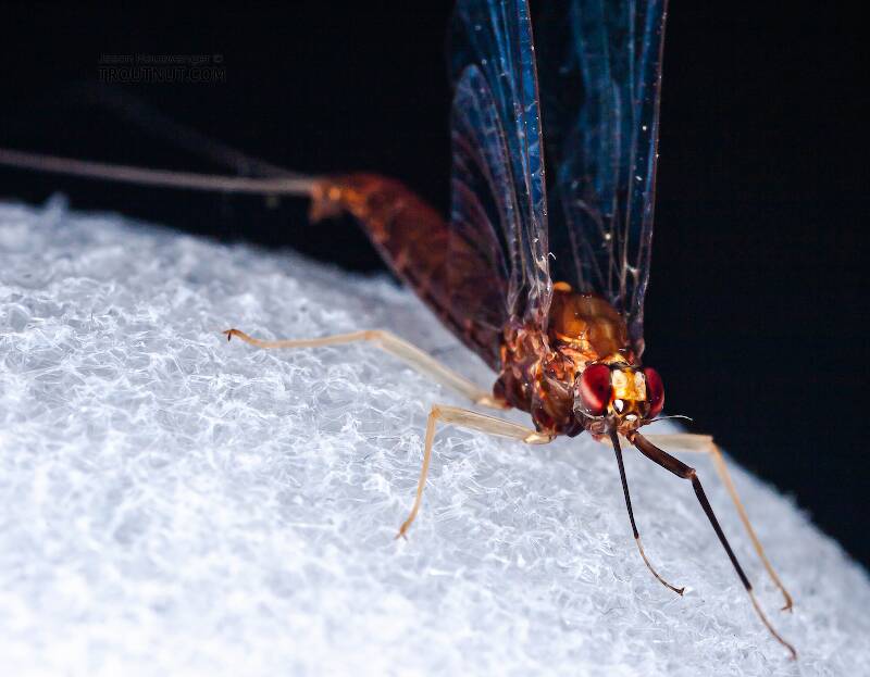 Female Isonychia bicolor (Isonychiidae) (Mahogany Dun) Mayfly Spinner from the West Branch of Owego Creek in New York
