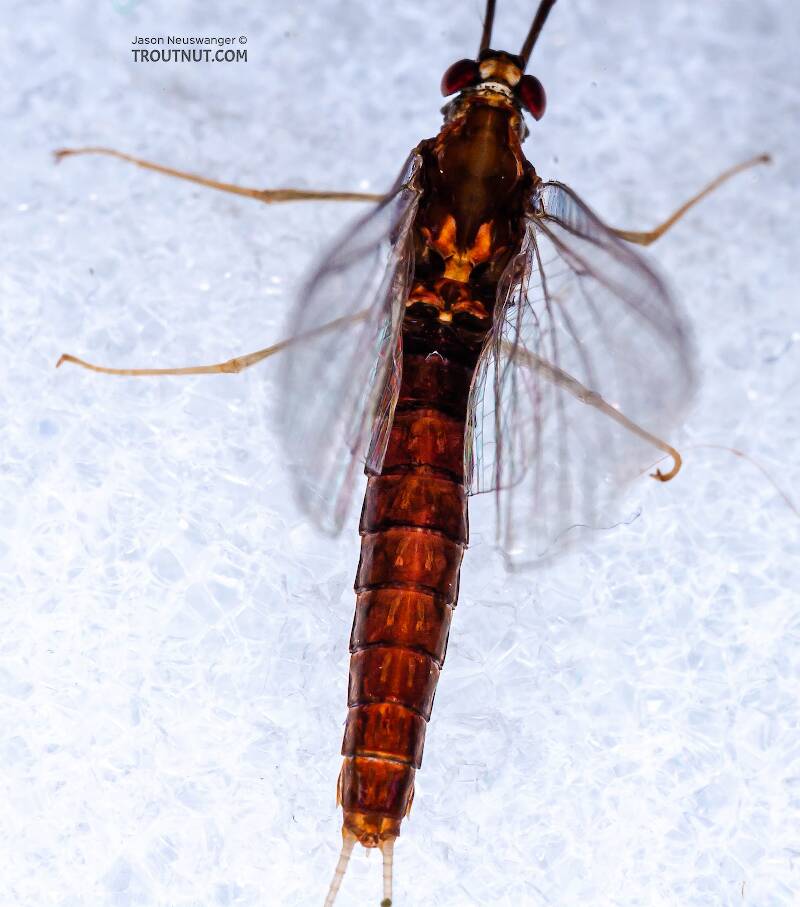 Dorsal view of a Female Isonychia bicolor (Isonychiidae) (Mahogany Dun) Mayfly Spinner from the West Branch of Owego Creek in New York