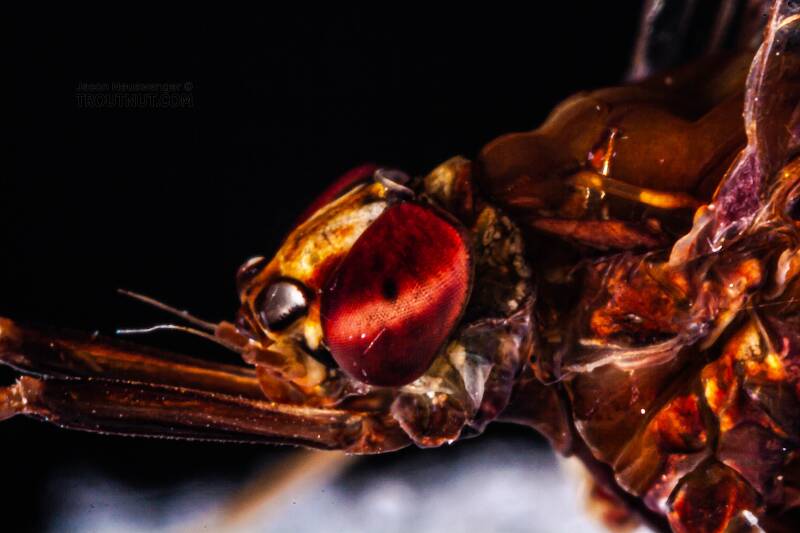 Female Isonychia bicolor (Isonychiidae) (Mahogany Dun) Mayfly Spinner from the West Branch of Owego Creek in New York