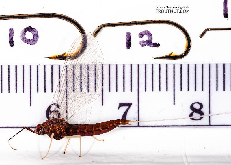 Ruler view of a Female Isonychia bicolor (Isonychiidae) (Mahogany Dun) Mayfly Spinner from the West Branch of Owego Creek in New York The smallest ruler marks are 1 mm.
