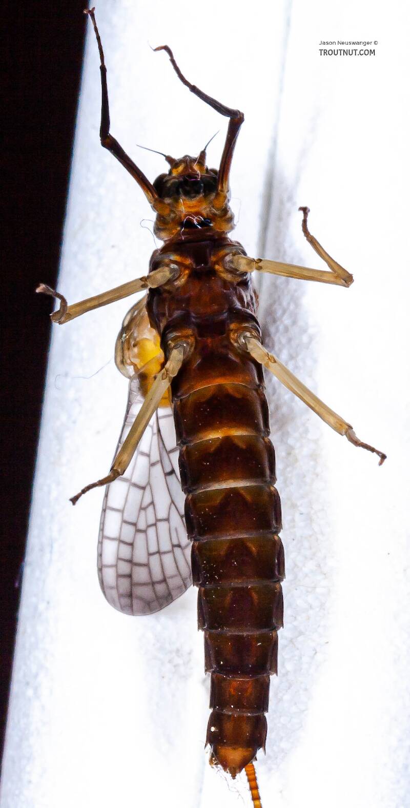 Ventral view of a Female Isonychia bicolor (Isonychiidae) (Mahogany Dun) Mayfly Dun from the West Branch of Owego Creek in New York