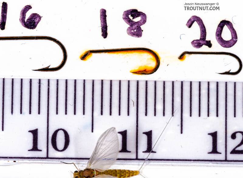 Ruler view of a Female Procloeon (Baetidae) (Tiny Sulphur Dun) Mayfly Dun from Enfield Creek in New York The smallest ruler marks are 1 mm.