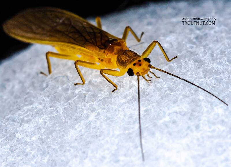 Female Perlesta (Perlidae) (Golden Stone) Stonefly Adult from Enfield Creek in New York
