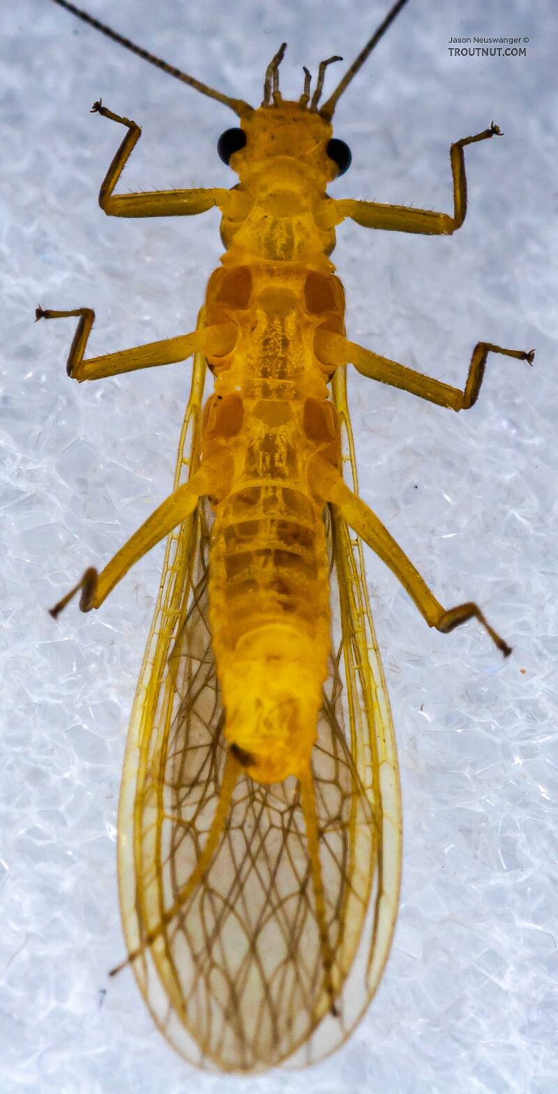 Ventral view of a Female Perlesta (Perlidae) (Golden Stone) Stonefly Adult from Enfield Creek in New York