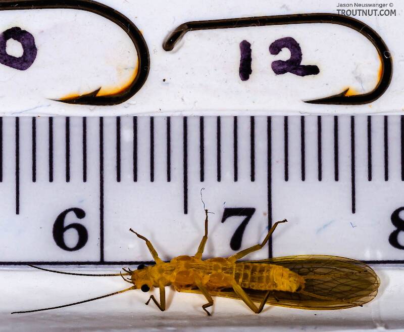 Ruler view of a Female Perlesta (Perlidae) (Golden Stone) Stonefly Adult from Enfield Creek in New York The smallest ruler marks are 1 mm.