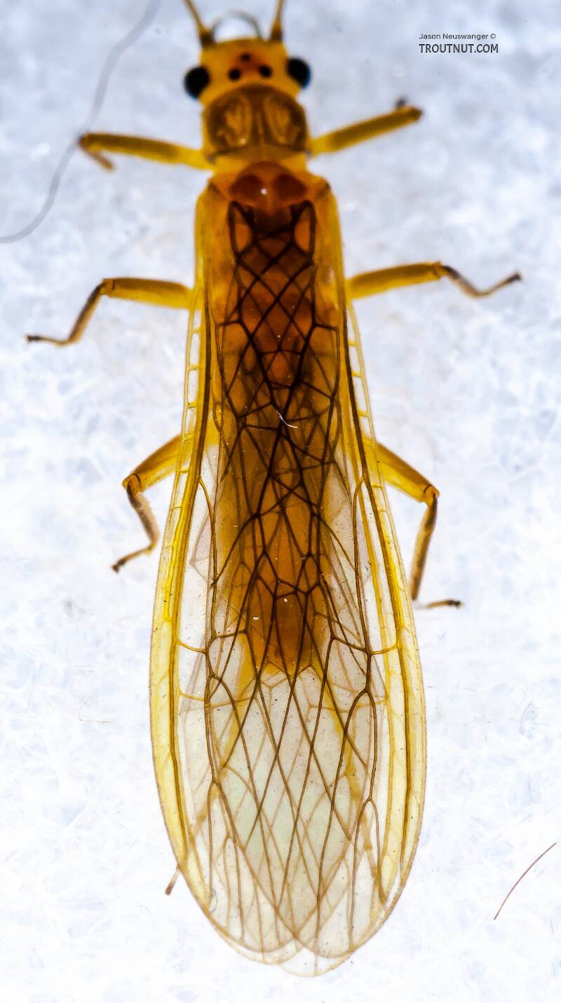 Dorsal view of a Female Perlesta (Perlidae) (Golden Stone) Stonefly Adult from Enfield Creek in New York