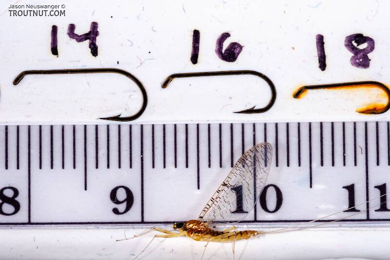 Ruler view of a Female Leucrocuta hebe (Heptageniidae) (Little Yellow Quill) Mayfly Spinner from Willowemoc Creek in New York The smallest ruler marks are 1 mm.