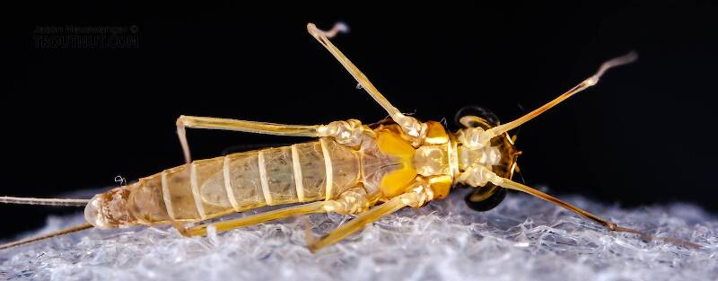 Ventral view of a Female Leucrocuta hebe (Heptageniidae) (Little Yellow Quill) Mayfly Spinner from Willowemoc Creek in New York