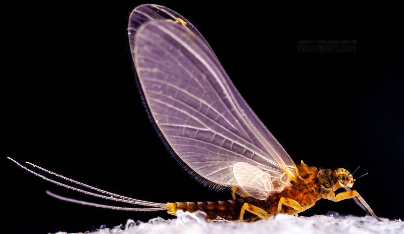 Lateral view of a Female Attenella margarita (Ephemerellidae) (Little Western Blue-Winged Olive) Mayfly Dun from Willowemoc Creek in New York