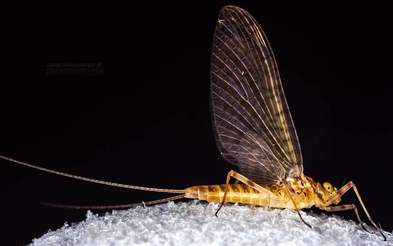 Female Stenonema (Heptageniidae) (March Browns and Cahills) Mayfly Dun from the Neversink River in New York