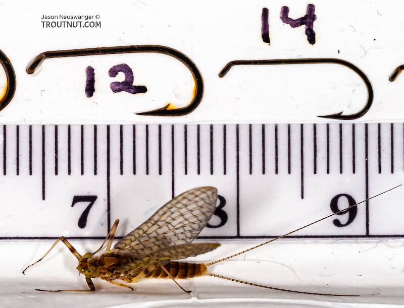 Ruler view of a Female Stenonema (Heptageniidae) (March Browns and Cahills) Mayfly Dun from the Neversink River in New York The smallest ruler marks are 1 mm.