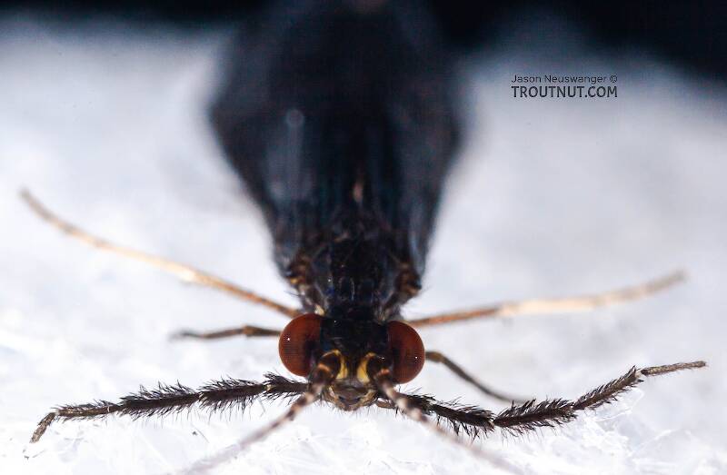 Mystacides sepulchralis (Leptoceridae) (Black Dancer) Caddisfly Adult from the Neversink River in New York