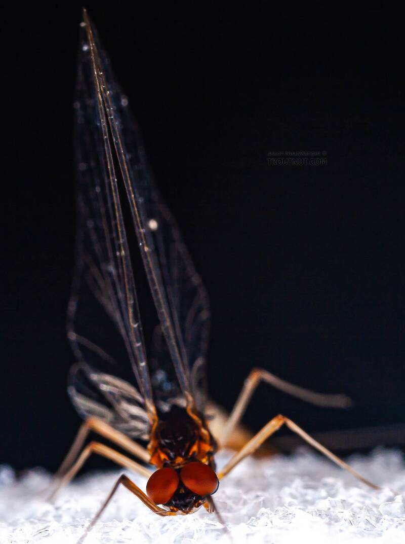 Male Neoleptophlebia (Leptophlebiidae) Mayfly Spinner from the East Branch of the Delaware River in New York