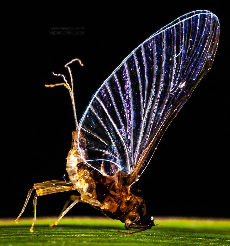 Artistic view of a Female Tricorythodes (Leptohyphidae) (Trico) Mayfly Spinner from the Neversink River in New York
