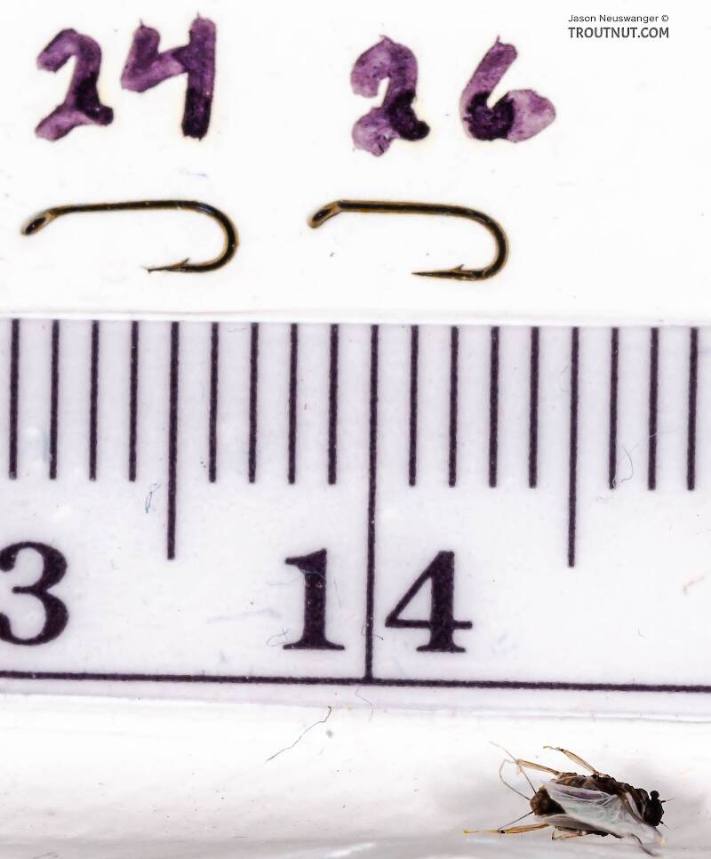 Ruler view of a Female Tricorythodes (Leptohyphidae) (Trico) Mayfly Spinner from the Neversink River in New York The smallest ruler marks are 1 mm.