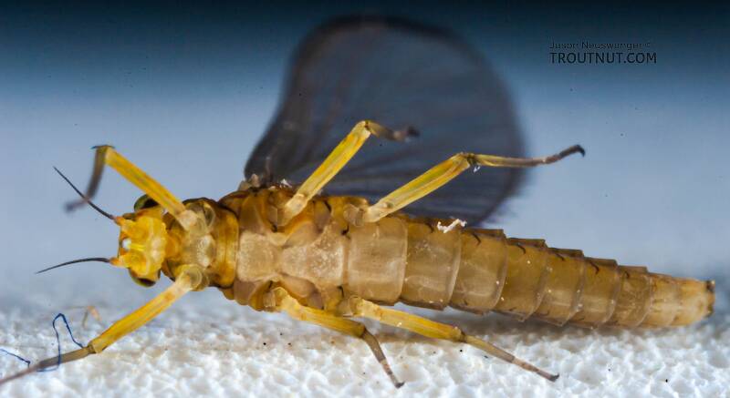 Ventral view of a Female Baetis (Baetidae) (Blue-Winged Olive) Mayfly Dun from Mystery Creek #43 in New York