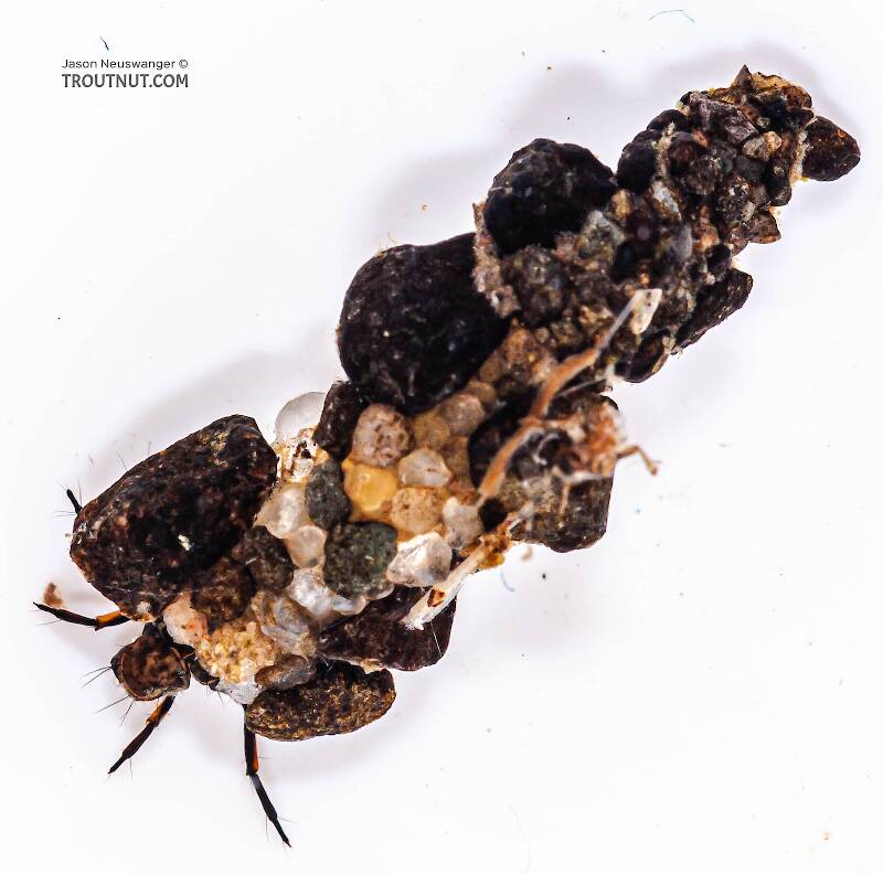 Case view of a Neophylax (Thremmatidae) (Autumn Mottled Sedge) Caddisfly Larva from Fall Creek in New York