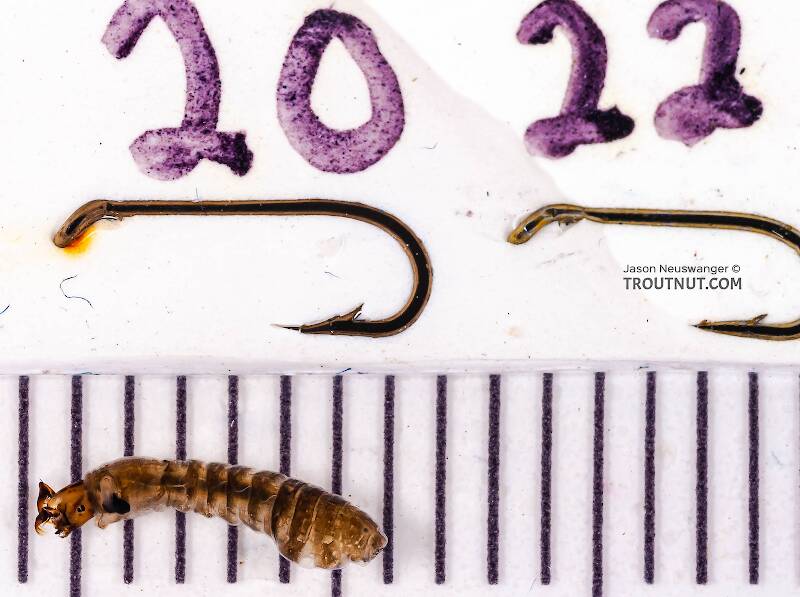 Ruler view of a Simuliidae (Black Fly) True Fly Larva from Fall Creek in New York The smallest ruler marks are 1 mm.