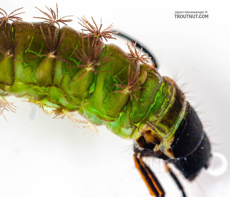 Psilotreta labida (Odontoceridae) (Dark Blue Sedge) Caddisfly Larva from Fall Creek in New York