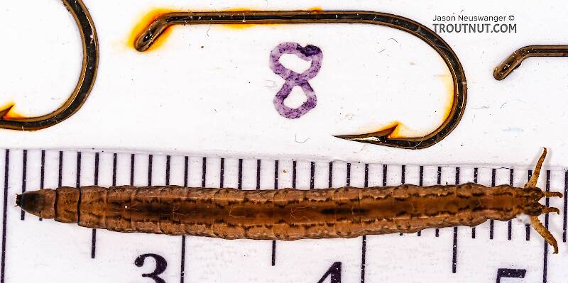 Ruler view of a Tipulidae (Crane Fly) True Fly Larva from Fall Creek in New York The smallest ruler marks are 1 mm.