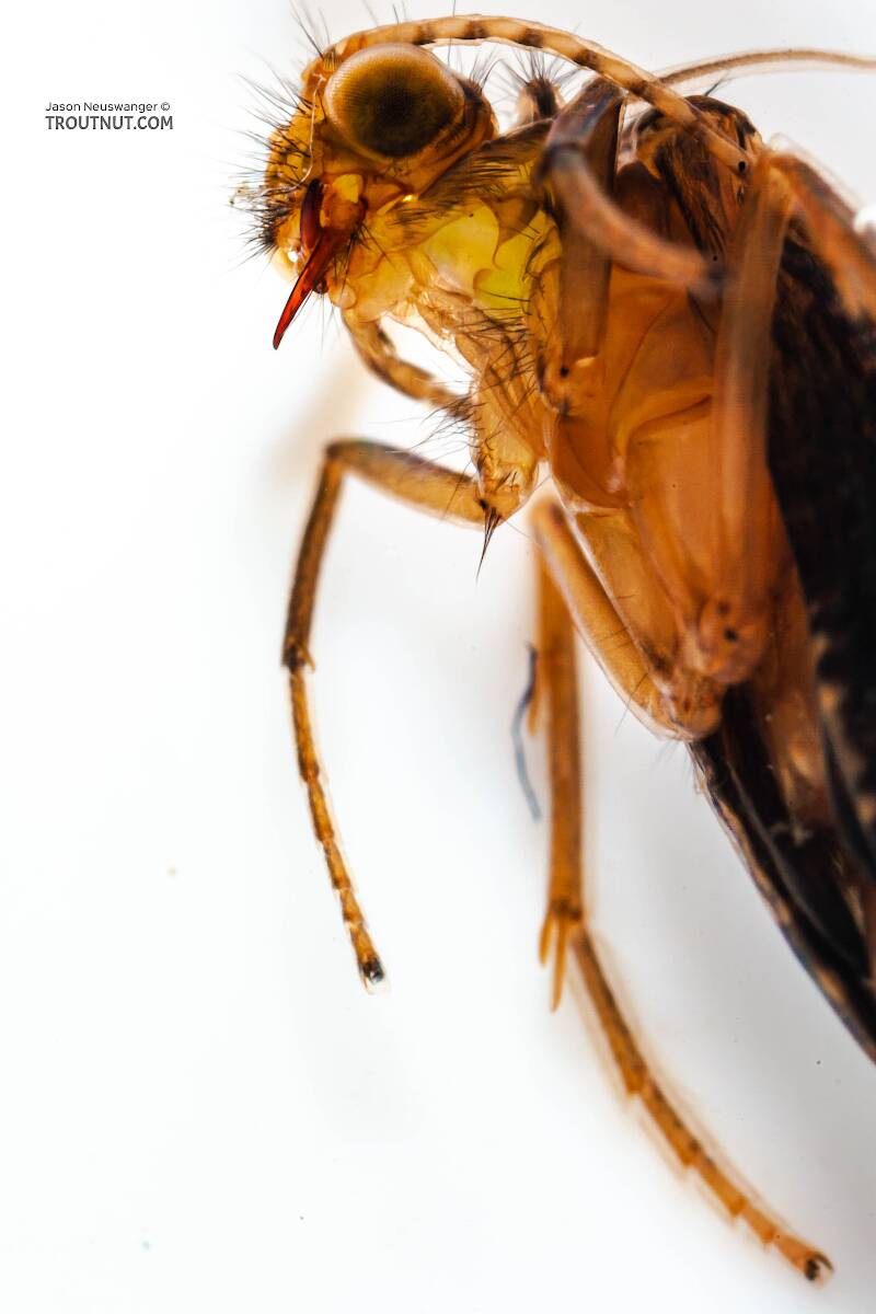Cheumatopsyche (Hydropsychidae) (Little Sister Sedge) Caddisfly Pupa from Cayuta Creek in New York